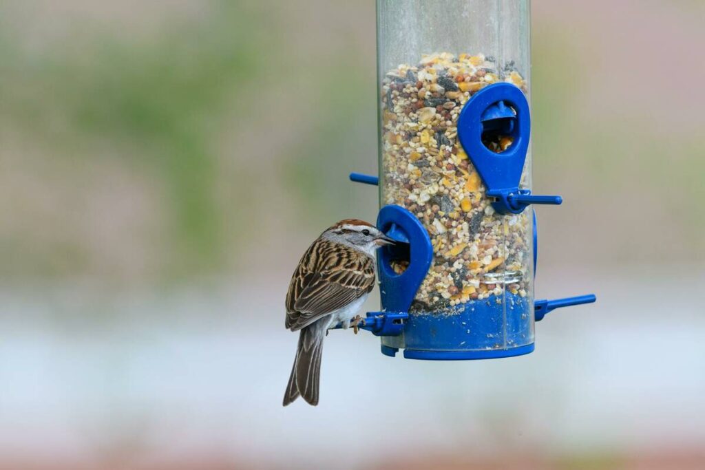 Bird seed not likely a source of invasive weed seeds in Canada