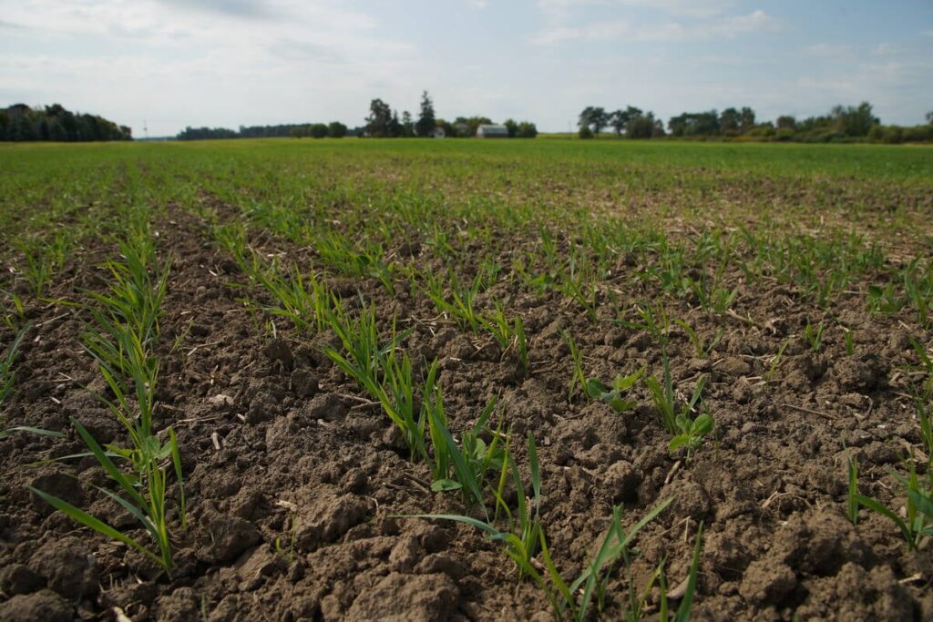 Agriculture Canada cuts fire up need for crop breeding pivot