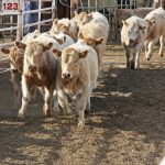 Feeder cattle exit the sales arena at Balog Auction Market in Lethbridge.