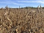 Soybeans near Greenwald, MB on Sept. 24, 2025.