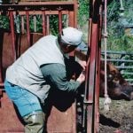 A vet injects a cow held in a squeeze on a sunny day.