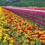 Tulip fields at Lakeland Farms.