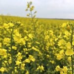 Canola in bloom in Morinville, Alberta, in July 2025. Photo: Zak McLachlan