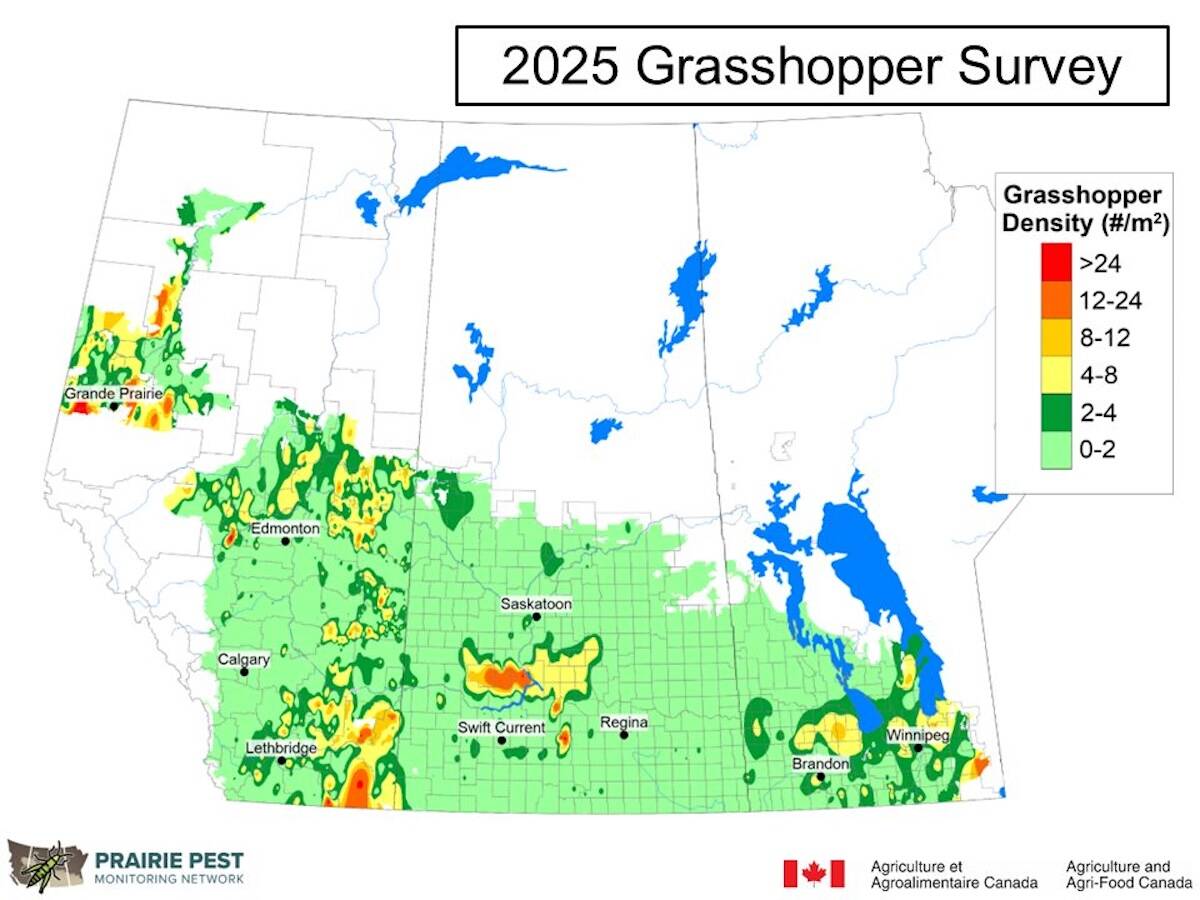 Grasshopper survey results from 2025 show localized hotspots across the Prairies. These late-season counts are used to estimate overwintering eggs and help guide risk heading into the following growing season. Image: Prairie Pest Management Network