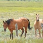 Two horses stand in a pasture just behind a barbed-wire fence.