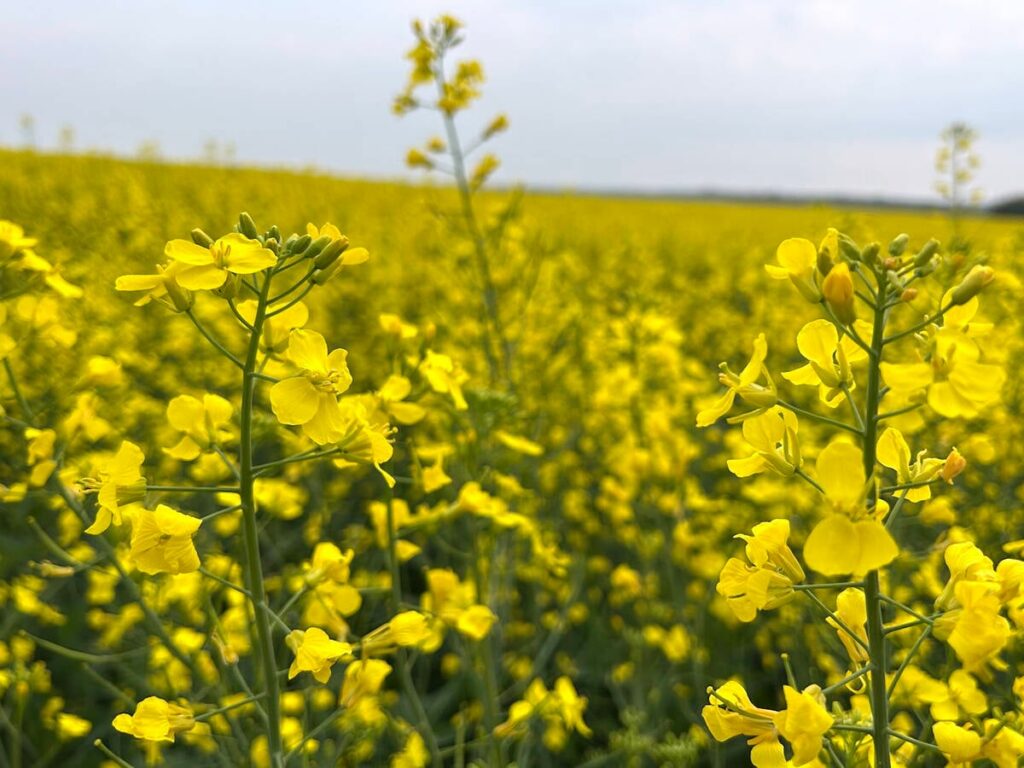 Prairie canola growers differ on Chinese market loss compensation
