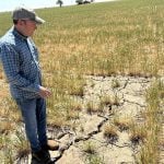 Scott Irlbeck inspects drought-hit wheat fields on his farm in Tulia, Texas, U.S.,  April 21, 2026. REUTERS/Tom Polansek