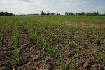 A low-level photo of a crop of recently-emerged winter wheat near Woodstock, Ontario.