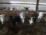 Milking goats at a dairy look curiously at the camera.