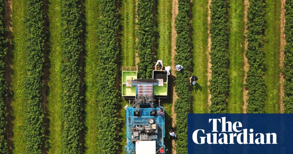 Ribena owner invests in helping blackcurrants withstand extreme weather | Food & drink industry